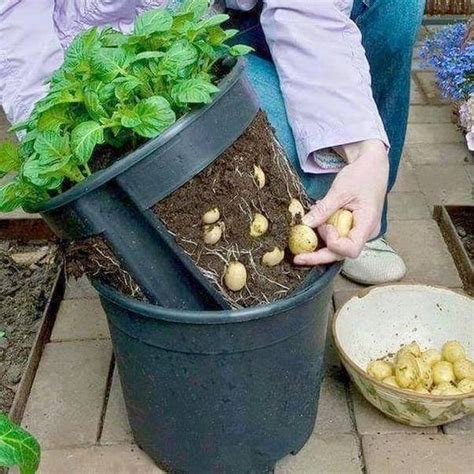 Coisas De Casa E Tal Horta Em Casa O Que Plantar Como Cultivar E