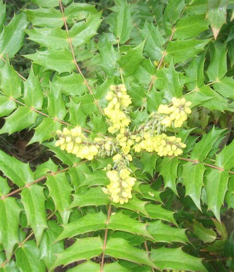 Côté jardin Lhiver comment animer son jardin