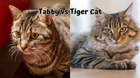 Tabby vs Tiger Cat: Understanding the Differences and Characteristics