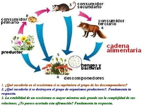 La Cadena Alimentaria