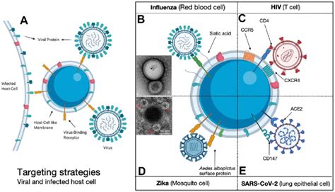 A Schematic Presentation Of Biomimetic Nanoparticle Designs For