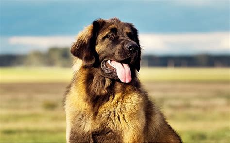 Leonberger Dog Breed Origin Behavior Trainability Facts Puppy