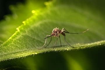 Invasión de mosquitos las trampas tech más efectivas ante la escasez