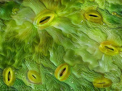 Stomata On Ash Fraxinus Excelsior Leaf Alex Hyde