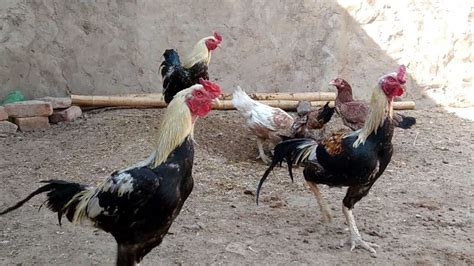 Desi Chicken For Meat Deshi Murga Black Golden India Aseel Rooster