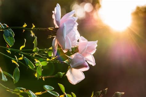 Bildet Natur Gren Blomstre Anlegg Sol Sollys Blomst Sommer