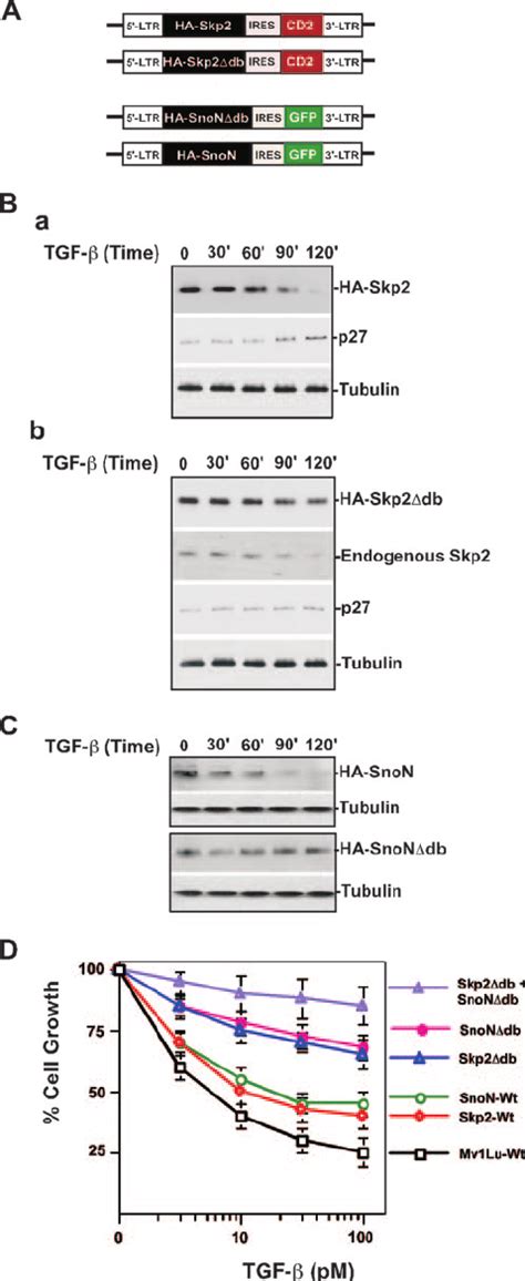 Model For The Role Of Cdh1 Apc In Tgf ␤ Induced Degradation Of Skp2 Download Scientific