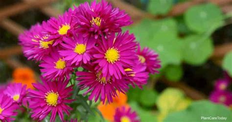 45 Easy Perennials Flowers That Come Back Every Year [guide]