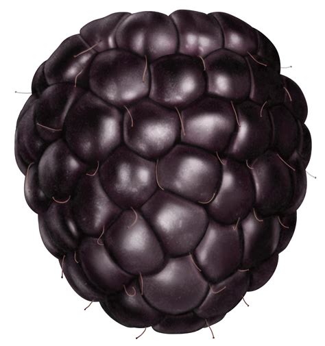 cut out of blackberry fruit 12486119 PNG