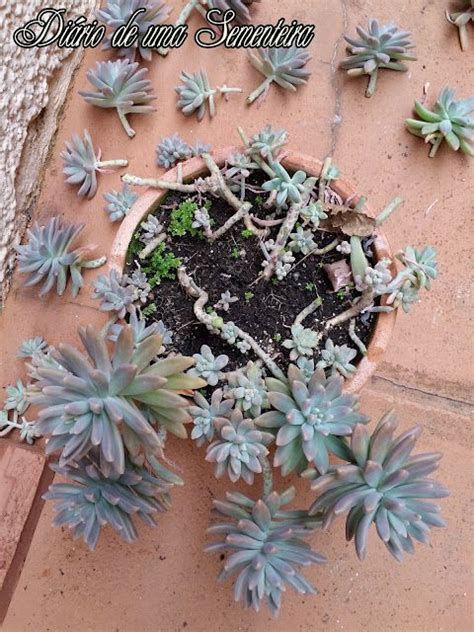 Como Replantar Um Vaso De Suculenta Suculentas Como Replantar