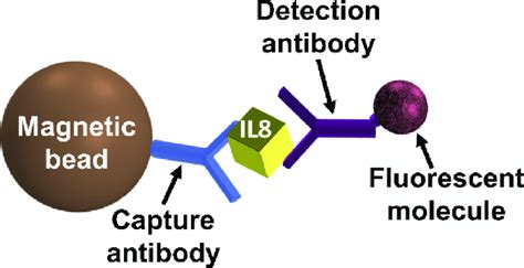 Schematic Representation Of A Typical Two Site Sandwich Immunoassay A