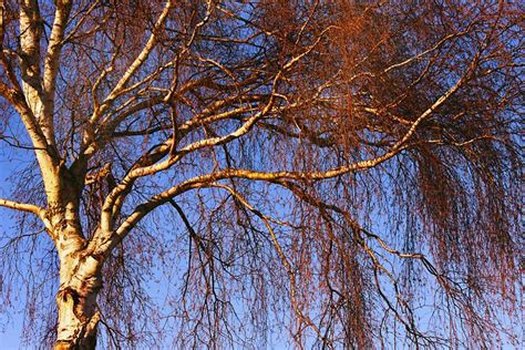 birch tree birch