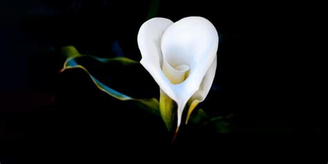 Calla Lily Growing Indoors 13 Care Tips Plantcarefully