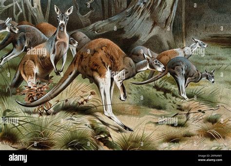 A Group Of Red Kangaroos On The Move Color Reproduction Of A Painting