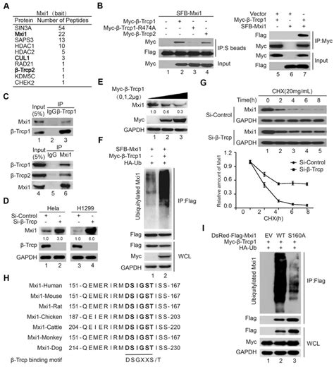 Trcp Binds To Mxi And Promotes The Ubiquitination And Degradation Of