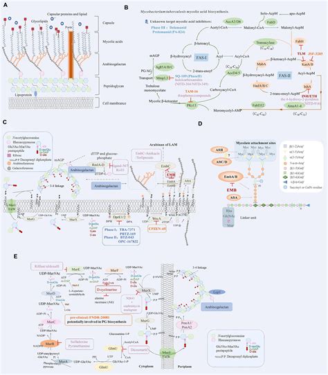 Frontiers Anti Tuberculosis Drug Development Via Targeting The Cell