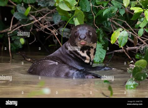 A Giant Otter Pteronura Brasiliensis Resting In A River Mato Grosso