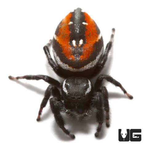 Red Backed Jumping Spider (Phidippus carneus) For Sale - Underground ...