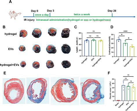 Figure 3 From Intranasal Delivery Of Endothelial Cell Derived