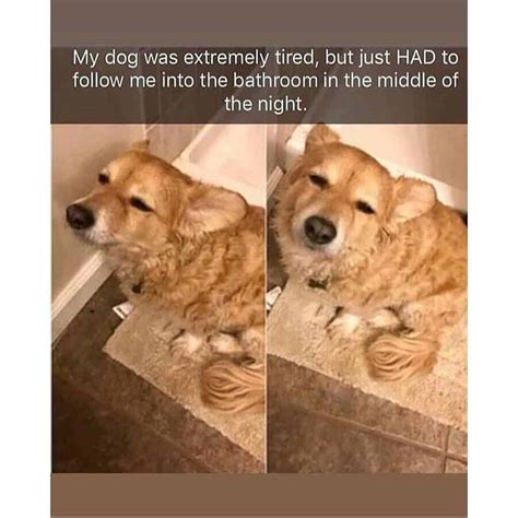 17 Dog Memes To Brighten Your Day | DoggOwner