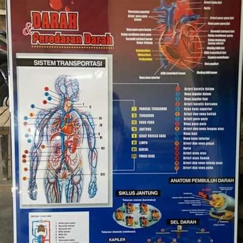 Jual Poster Anatomi Manusia Dan Alat Alat Tubuh Carta Gambar Dinding