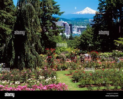 USA, Oregon, Portland, Rose Garden in Washington Park Stock Photo - Alamy