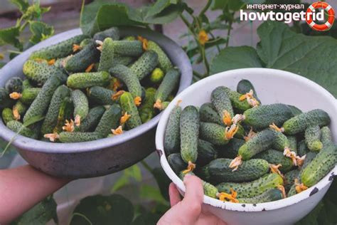 Огурец Доломит F1 - описание и характеристика сорта