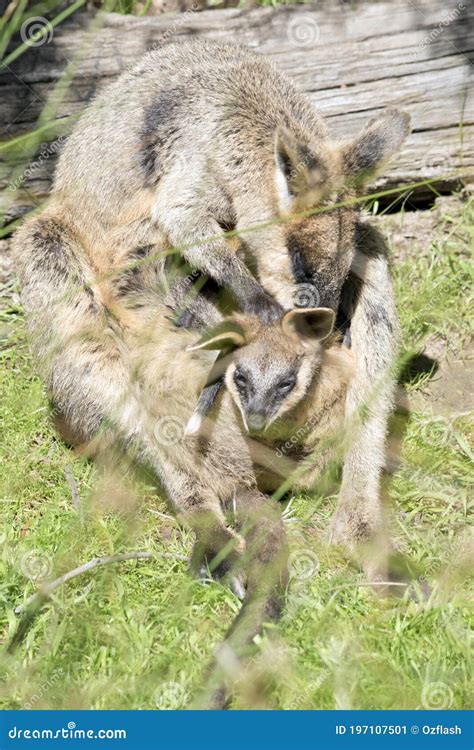 The Swamp Wallaby Has A Joey In Her Pouch Stock Image Image Of Black