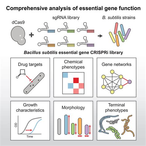 A Comprehensive Crispr Based Functional Analysis Of Essential Genes In