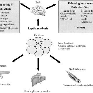 Structure And Isoforms Of Mouse Leptin Receptor Ob Rb Contains The