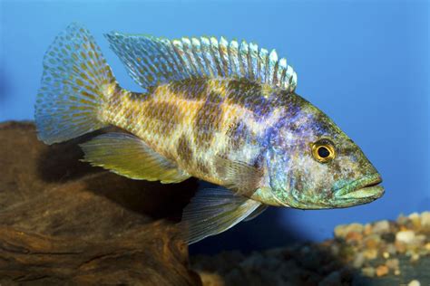 Lake victoria cichlids – Artofit