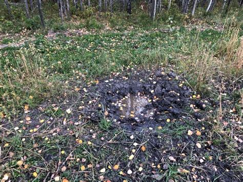 'Squeal on pigs' campaign targets wild boars in Alberta | CBC News