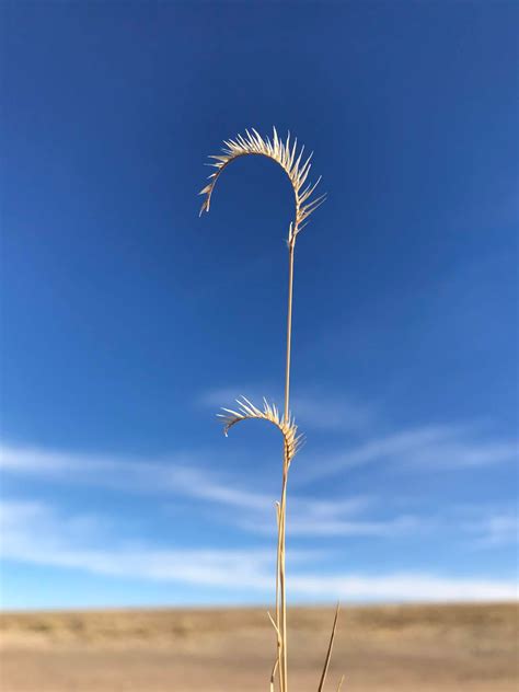 Ornamental Grasses For New Mexico Landscapes