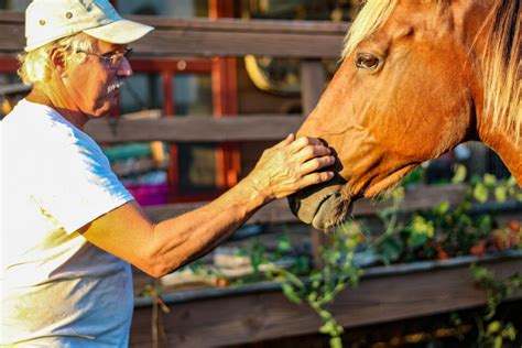 Rocky Mountain Horse Breed Profile - Helpful Horse Hints