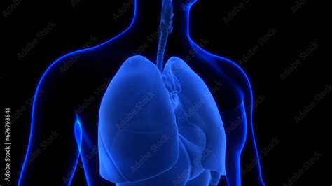 Human Respiratory System Lungs Anatomy Stock Illustration | Adobe Stock