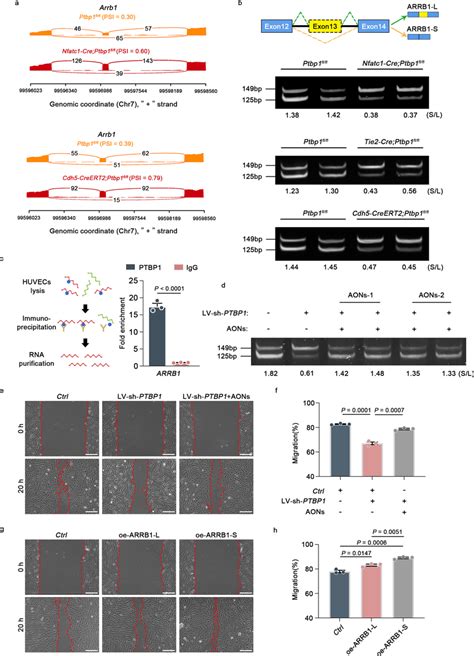 Ptbp Regulates The Alternative Splicing Of Arrb To Control