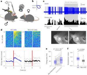 Internal Compass Cells May Be Related to Episodic Memory 