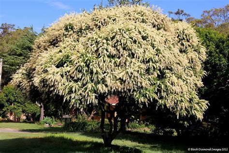 Buckinghamia celsissima - Ivory Curl,Ivory Curl Flower,Ivory Curl Tree | Trees to plant ...