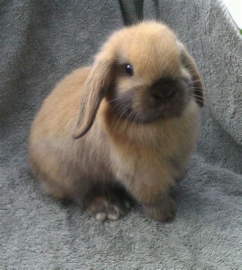 Image detail for -Holland Lop Baby Bunnies available for 2012 holiday ...