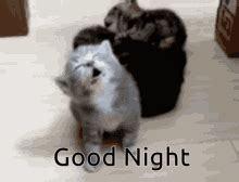 Good Night Meme GIFs | Tenor