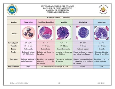 Glóbulos Blancos Clasificación Histología Glóbulos blancos uDocz