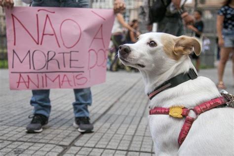 Senado Vota Esta Semana Projetos Em Defesa Dos Animais Sul 21