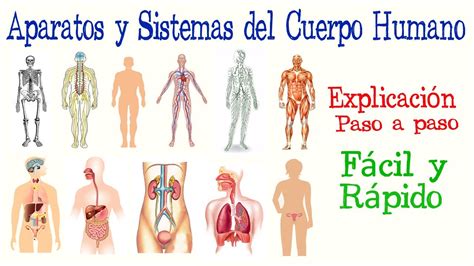 O Que Significa Aparatos - Aparatos que Conforman el Cuerpo Humano: Guía Completa sobre sus ...