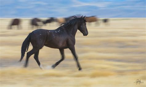 Wild Horse Photography - Wild Horses Running - Photography of Wild ...