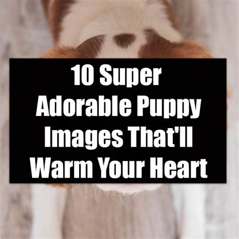 Adorable Puppy Photos That Will Warm Your Heart! - Hunter Games Magazine