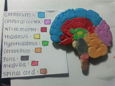 Brain Papercraft Model - papercraft among us