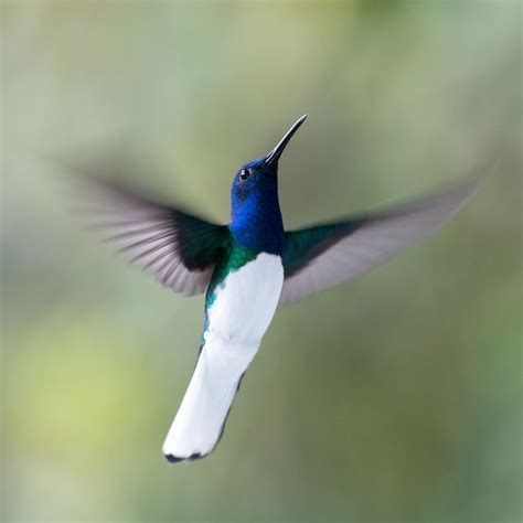 I Visited The Caribbean To Shoot Hummingbirds | Bored Panda