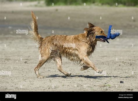 playing Golden Retriever Stock Photo - Alamy