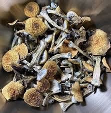 ABOUT PSILOCYBIN MUSHROOMS - Verna Magazine