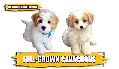 Full-Grown Cavachons – Complete Guide - Cavachon Breed